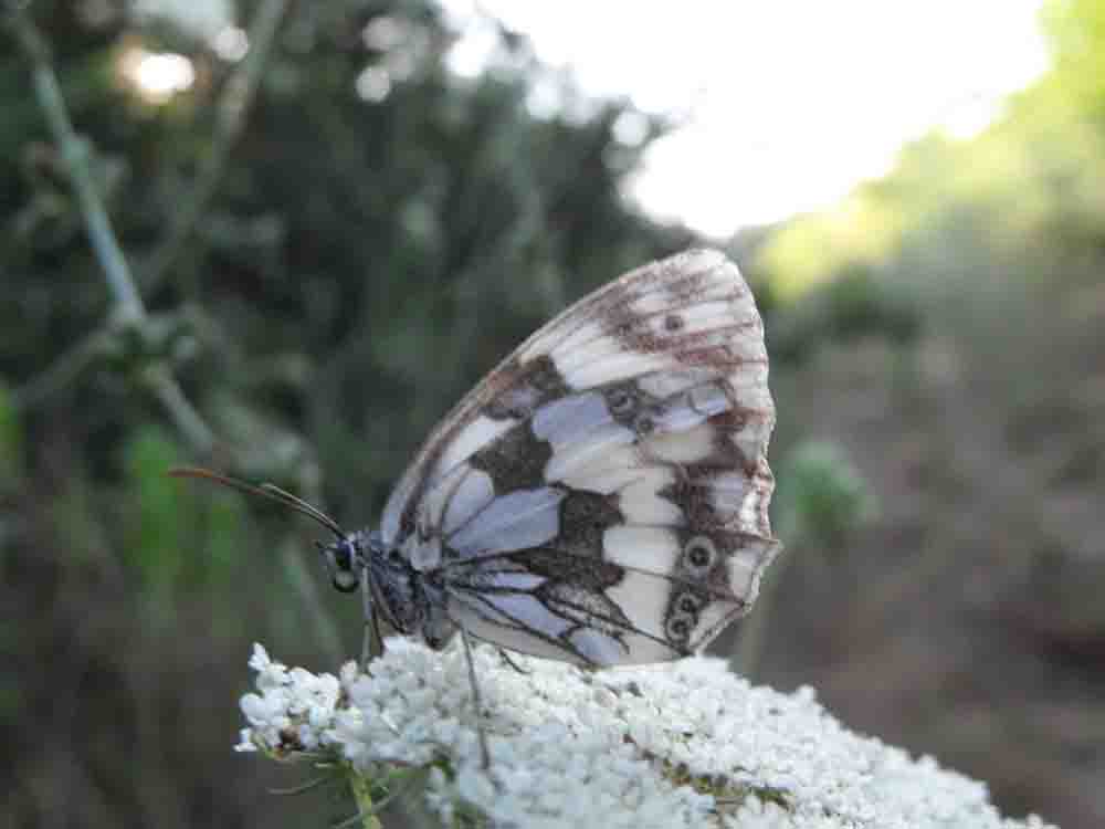 Melanargia?